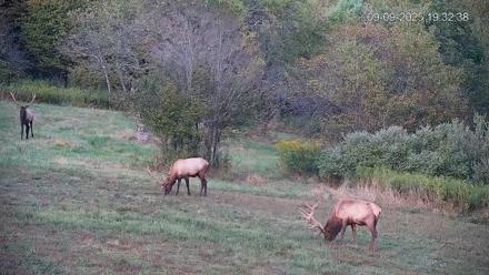 Pennsylvania Elk Live Webcam - Sep 9, 2025, 7:33pm EDT