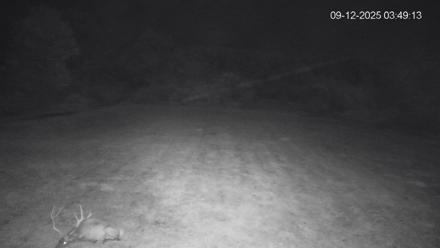 Pennsylvania Elk Live Webcam - Sep 12, 2025, 3:50am EDT