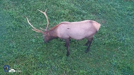 Pennsylvania Elk Live Webcam - Sep 7, 2026, 6:57am EDT