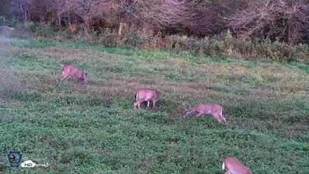 Pennsylvania Elk Live Webcam - Oct 1, 2026, 5:58pm EDT