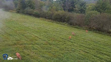 Pennsylvania Elk Live Webcam - Sep 9, 2026, 7:20am EDT