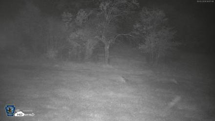 Pennsylvania Elk Live Webcam - Oct 2, 2026, 6:18am EDT
