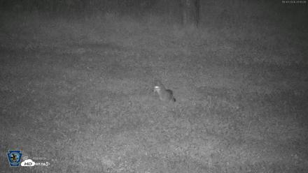 Pennsylvania Elk Live Webcam - Oct 3, 2026, 8:13pm EDT