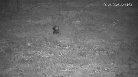 Pennsylvania Elk Live Webcam - Sep 26, 2025, 10:45pm EDT