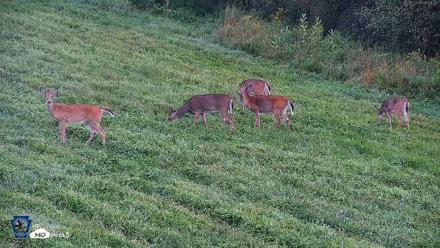 Pennsylvania Elk Live Webcam - Sep 5, 2026, 8:04am EDT