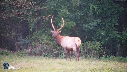 Pennsylvania Elk Live Webcam - Sep 9, 2026, 7:06pm EDT