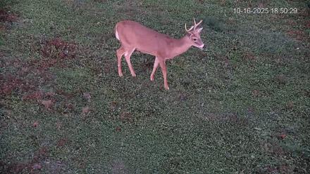 Pennsylvania Elk Live Webcam - Oct 16, 2025, 6:51pm EDT
