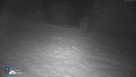 Pennsylvania Elk Live Webcam - Oct 1, 2026, 4:05am EDT