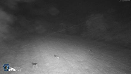 Pennsylvania Elk Live Webcam - Sep 10, 2026, 1:47am EDT