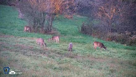 Pennsylvania Elk Live Webcam - Oct 3, 2026, 6:30pm EDT