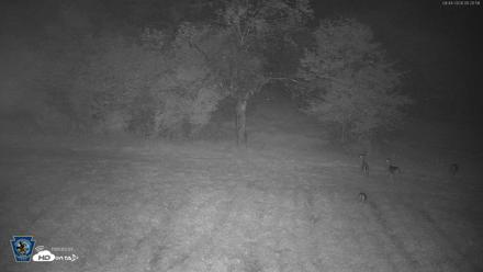 Pennsylvania Elk Live Webcam - Sep 4, 2026, 5:22am EDT