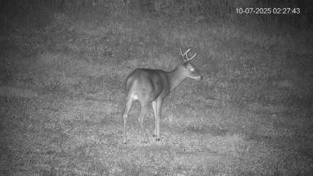 Pennsylvania Elk Live Webcam - Oct 7, 2025, 2:28am EDT