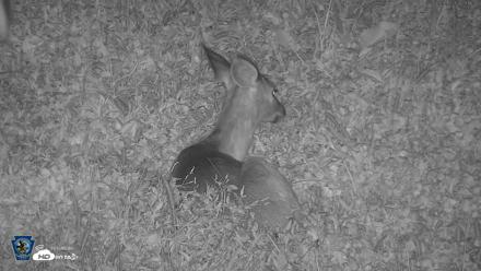 Pennsylvania Elk Live Webcam - Sep 9, 2026, 8:17pm EDT