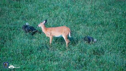 Pennsylvania Elk Live Webcam - Sep 9, 2026, 5:55pm EDT