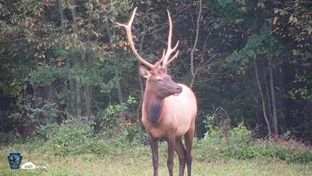 Pennsylvania Elk Live Webcam - Sep 9, 2026, 7:10pm EDT
