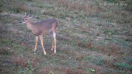 Pennsylvania Elk Live Webcam - Sep 16, 2025, 6:39pm EDT