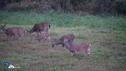 Pennsylvania Elk Live Webcam - Oct 1, 2026, 7:02pm EDT
