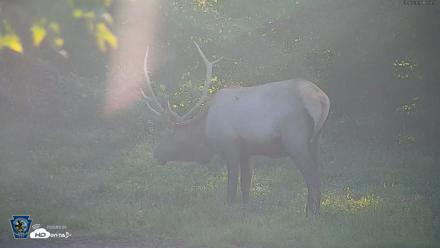 Pennsylvania Elk Live Webcam - Sep 6, 2026, 5:59pm EDT
