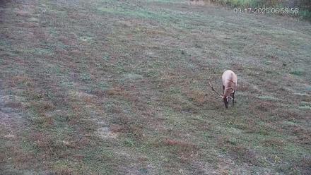 Pennsylvania Elk Live Webcam - Sep 17, 2025, 7:00am EDT