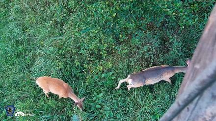 Pennsylvania Elk Live Webcam - Sep 6, 2026, 7:07am EDT