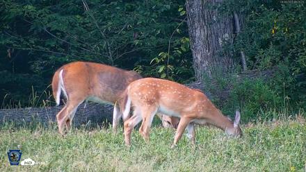 Pennsylvania Elk Live Webcam - Sep 6, 2026, 4:27pm EDT