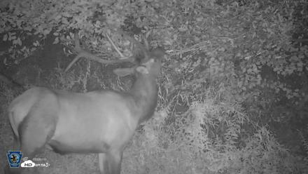 Pennsylvania Elk Live Webcam - Aug 11, 2026, 5:16am EDT