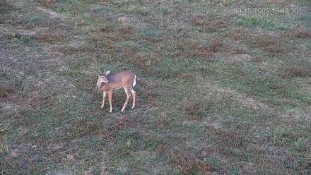 Pennsylvania Elk Live Webcam - Sep 15, 2025, 6:41pm EDT