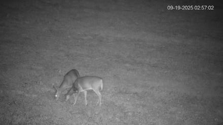 Pennsylvania Elk Live Webcam - Sep 19, 2025, 2:57am EDT