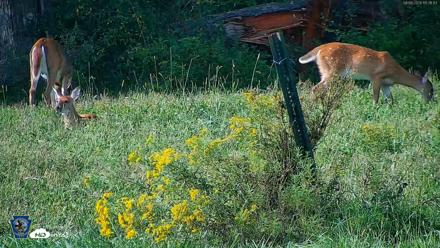 Pennsylvania Elk Live Webcam - Sep 6, 2026, 4:28pm EDT