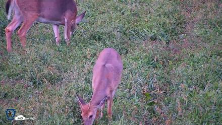 Pennsylvania Elk Live Webcam - Sep 8, 2026, 6:39pm EDT