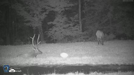 Pennsylvania Elk Live Webcam - Aug 10, 2026, 8:51pm EDT