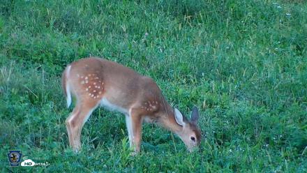 Pennsylvania Elk Live Webcam - Sep 7, 2026, 7:09pm EDT