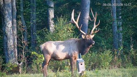 Pennsylvania Elk Live Webcam - Sep 9, 2025, 8:11am EDT