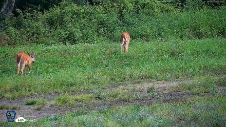 Pennsylvania Elk Live Webcam - Aug 8, 2026, 11:25am EDT