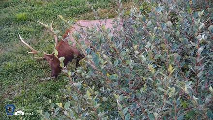Pennsylvania Elk Live Webcam - Sep 6, 2026, 6:45pm EDT