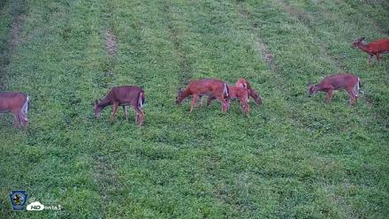 Pennsylvania Elk Live Webcam - Sep 4, 2026, 7:18pm EDT