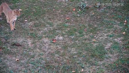 Pennsylvania Elk Live Webcam - Sep 19, 2025, 7:10pm EDT