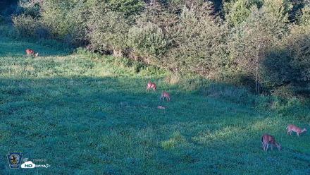 Pennsylvania Elk Live Webcam - Aug 21, 2026, 7:05pm EDT
