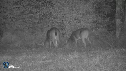 Pennsylvania Elk Live Webcam - Sep 29, 2026, 3:44am EDT