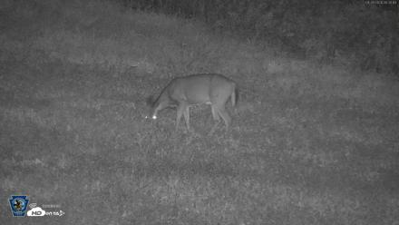 Pennsylvania Elk Live Webcam - Sep 28, 2026, 6:31am EDT