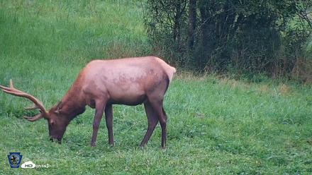 Pennsylvania Elk Live Webcam - Aug 10, 2026, 7:31pm EDT
