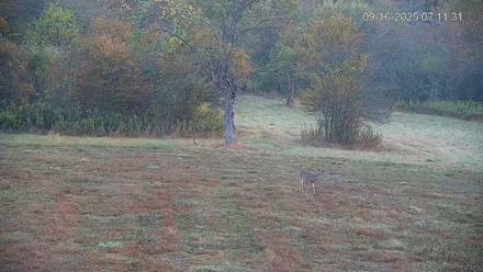 Pennsylvania Elk Live Webcam - Sep 16, 2025, 7:12am EDT