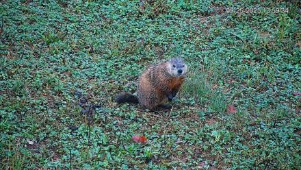 Pennsylvania Elk Live Webcam - Sep 25, 2025, 2:00pm EDT