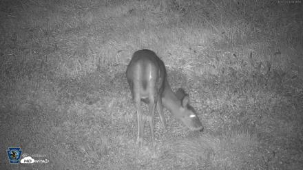 Pennsylvania Elk Live Webcam - Oct 2, 2026, 6:33am EDT