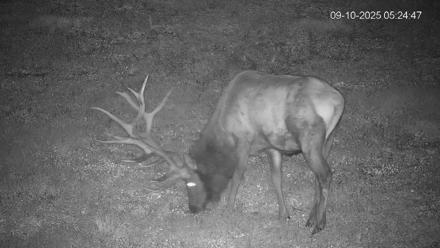 Pennsylvania Elk Live Webcam - Sep 10, 2025, 5:25am EDT