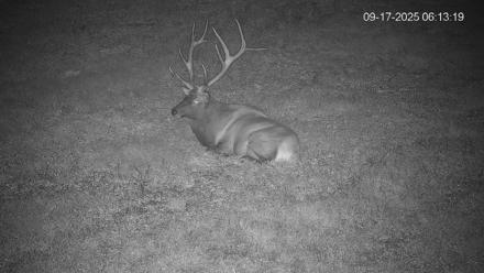 Pennsylvania Elk Live Webcam - Sep 17, 2025, 6:14am EDT