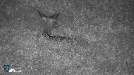 Pennsylvania Elk Live Webcam - Oct 1, 2026, 4:43am EDT