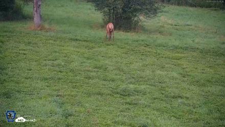 Pennsylvania Elk Live Webcam - Aug 9, 2026, 8:22pm EDT