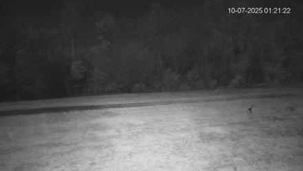 Pennsylvania Elk Live Webcam - Oct 7, 2025, 1:21am EDT