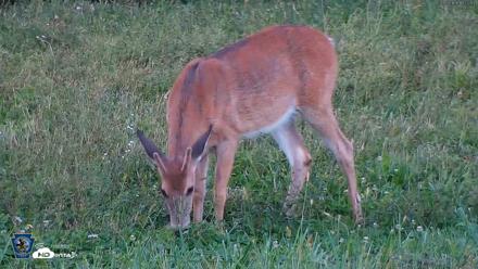 Pennsylvania Elk Live Webcam - Sep 5, 2026, 7:23pm EDT